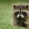 racoon_lover